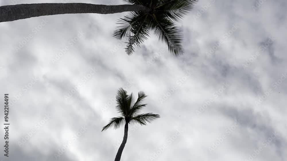 Poster low angle pov of palm trees with cloudy sky in background. handheld