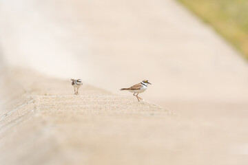 Common ringed plover (Charadrius hiaticula) medium-sized migratory bird, animals walking on a concrete wall on a sunny summer day.