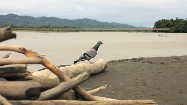 Pidgin bird beside river sitting on log branch.