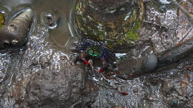 Close up shot of a dominant face banded crab, scavenging and feeding on the body of a dead crab in the mangrove wetlands, intertidal marine wildlife ecosystem.