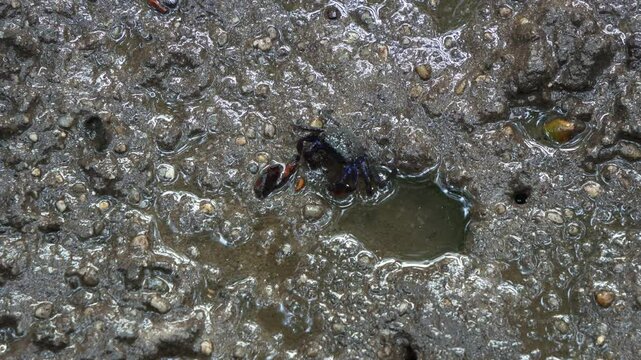 Small face-banded crab, feeding in the tidal pool in mangrove wetlands environment with sea snail lying on the mudflats, close-up shot during the low tide period.