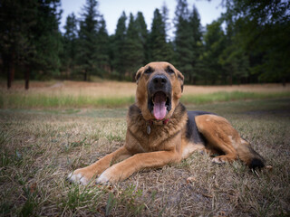 Dog portrait