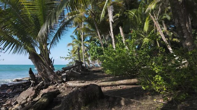 Walkthrough Tropical beach with palm trees, rocky shoreline, Bastimentos Island, Panama