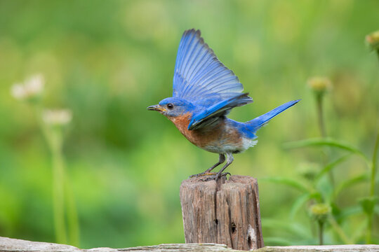 Eastern Bluebird (Sialia Sialis) male wing-waving in flower garden, Marion County, IL