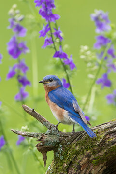 Eastern Bluebird (Sialia Sialis) male in flower garden, Marion County, IL
