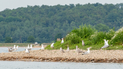 European herring gull (Larus argentatus) large water bird with white-gray plumage, juveniles with...