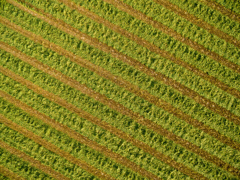 Alfalfa field after it's been cut and before it is baled, Marion County, Illinois.