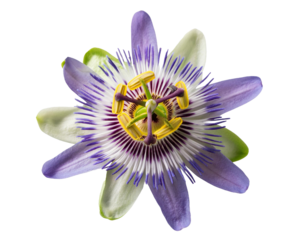 Passionsblume isoliert Hintergrund, Freisteller