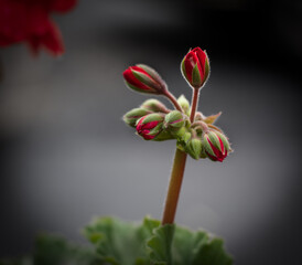Flowering geranium