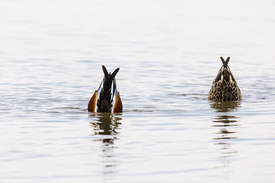Northern Shovelers (Spatula clypeata) male and female dabbling in wetland, Marion County, Illinois.