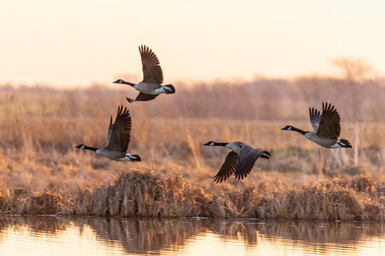Canada Geese (Branta canadensis) taking off from wetland at sunrise, Marion County, Illinois.