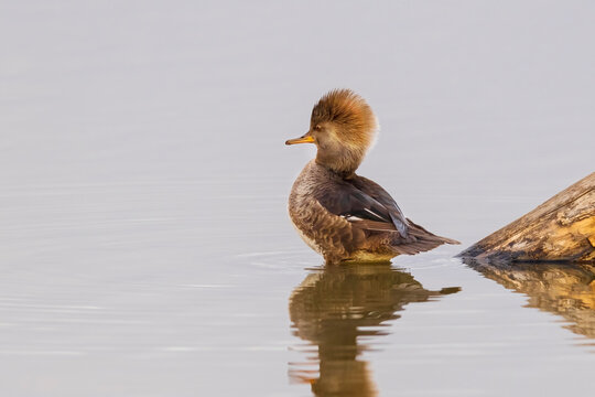 Hooded Merganser (Lophodytes cucullatus) female in wetland, Marion County, Illinois.