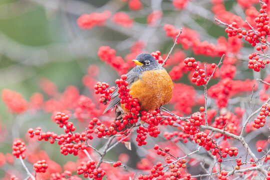 American robin in winterberry bush, Marion County, Illinois
