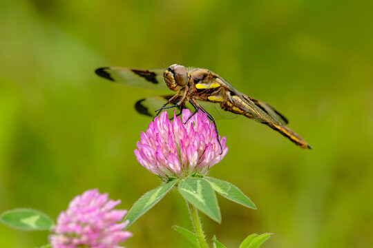 Female Blue Dasher dragonfly on clover, Pachydiplax longipennis, Kentucky