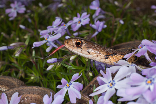 Eastern Garter Snake in creeping phlox, Thamnophis sirtalis sirtalis, Kentucky
