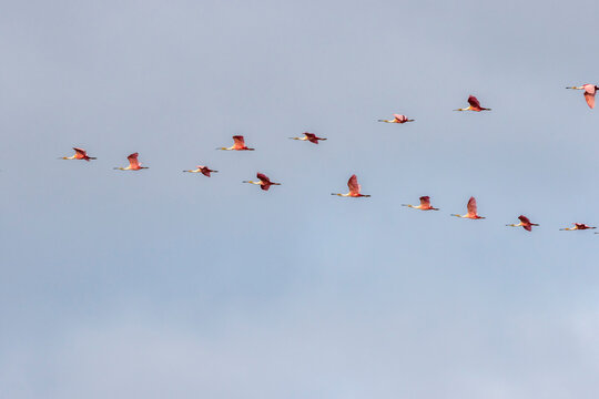 USA, Louisiana. Roseate spoonbill flock in flight. 