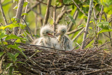 USA, Louisiana, Miller's Lake. Cattle egret chicks in nest. 