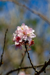 Flor de cerejeira. Sakura