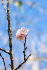 Flor de cerejeira. Sakura
