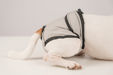 Dog wearing menstrual panties on a white background. Reusable diaper.