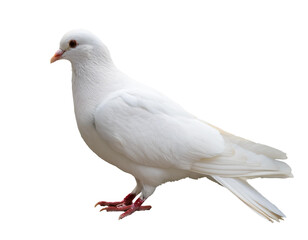 Naklejka premium weiße Taube, isoliert Hintergrund, Freisteller, Transparent 