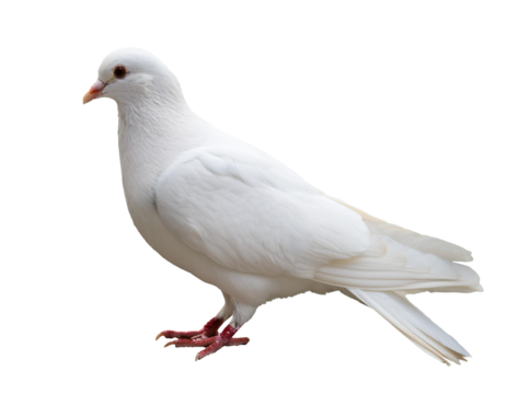 weiße Taube, isoliert  Hintergrund, Freisteller, Transparent 