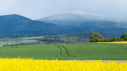 Mountain landscape in spring, sown fields of grain and rapeseed against the background of a...