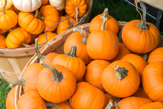 USA, Massachusetts, Wareham, pumpkins (Large format sizes available)