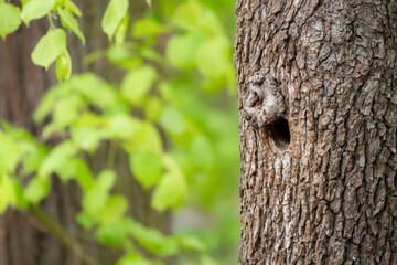 A bird hole in a tree trunk, a natural shelter for birds in the park.