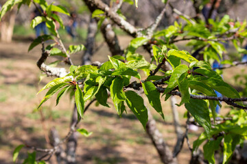 Sakura. Folhas da árvore Cerejeira