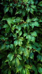 Green Maiden grapes close up