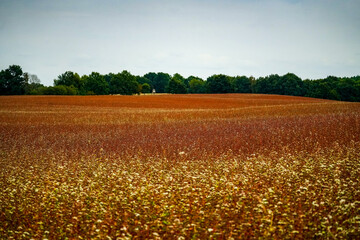 pole gryki © Tadeusz