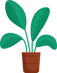 Green leafy houseplant with vibrant large leaves is growing in a terracotta pot