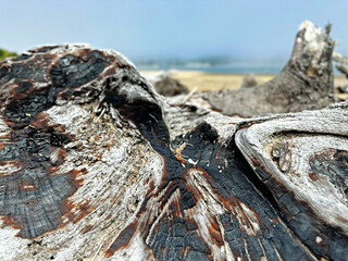 Burnt driftwood detail in foreground with beach and blue water in upper background