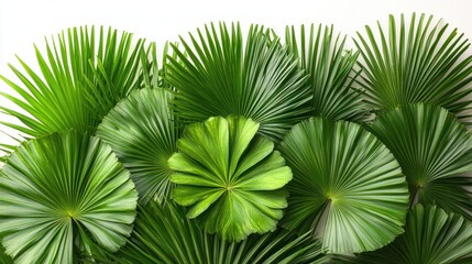 Fototapeta premium Green Palm Leaves Against White Background