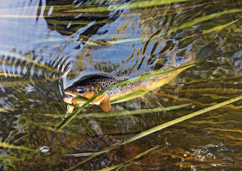 River trout (Salmo trutta fario) caught in the river on the spinner lure. Trophy of the summer spinning fishing.