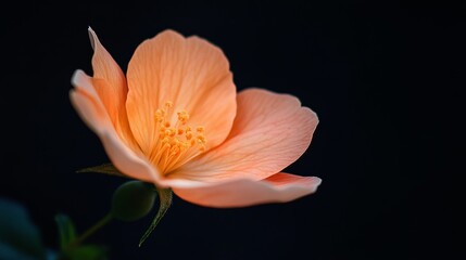 Peach Flower In Dark