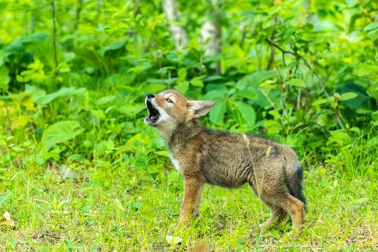USA, Minnesota. Captive coyote pup howling.