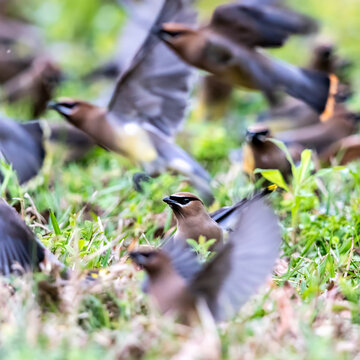 Cedar waxwings migrate in flocks, taking advantage of abundant seeds and berries.