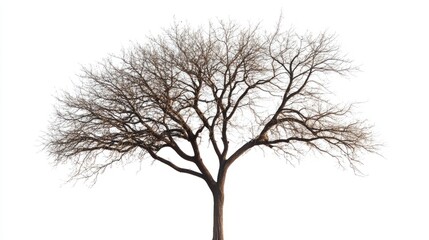Photo of a tree without leaves on a white background