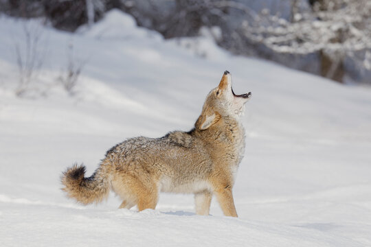 Coyote howling in deep winter snow, Montana.