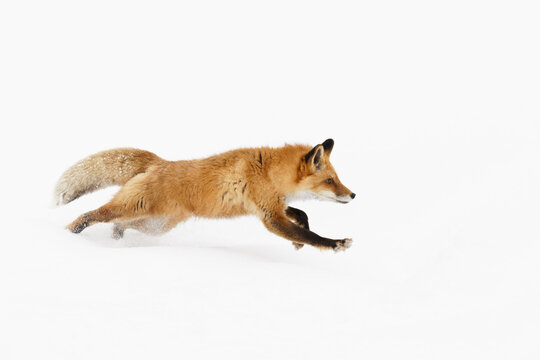 Red fox running in deep winter snow, Montana.