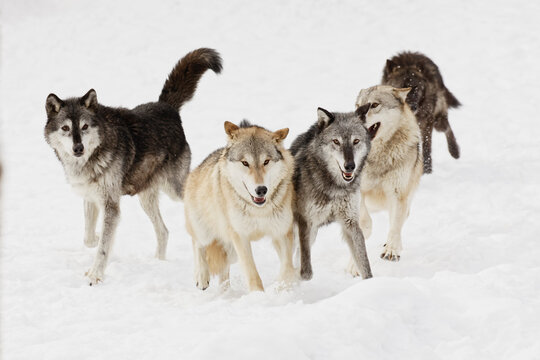 Tundra wolves exhibiting dominance behavior in pack setting in winter, Montana.