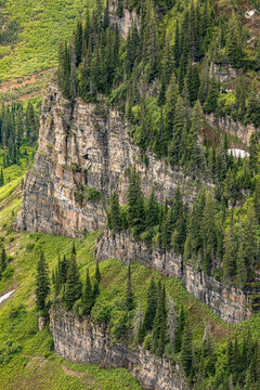 Trees on steep mountain slope, Logan Pass, Glacier National Park, Montana.