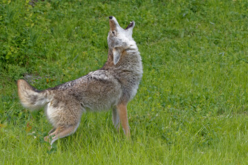 USA, Montana. Coyote howling in controlled environment. 