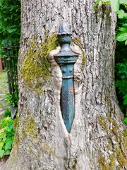 The trunk of a tree with a metal fence post in its surface. The strength and tenacity of nature.