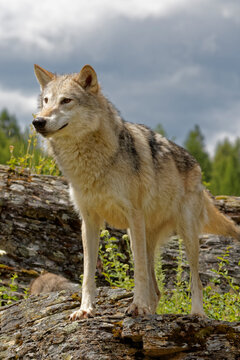 USA, Montana. Tundra wolf close-up in controlled environment. 