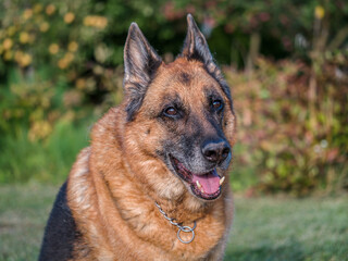 Portrait of German Shepherd posing in the garden