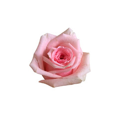 pink rose isolated with water drop