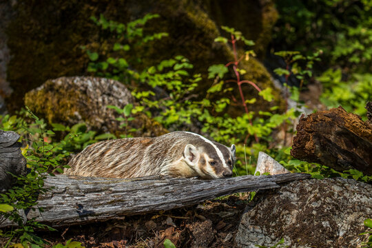 American Badger, Montana